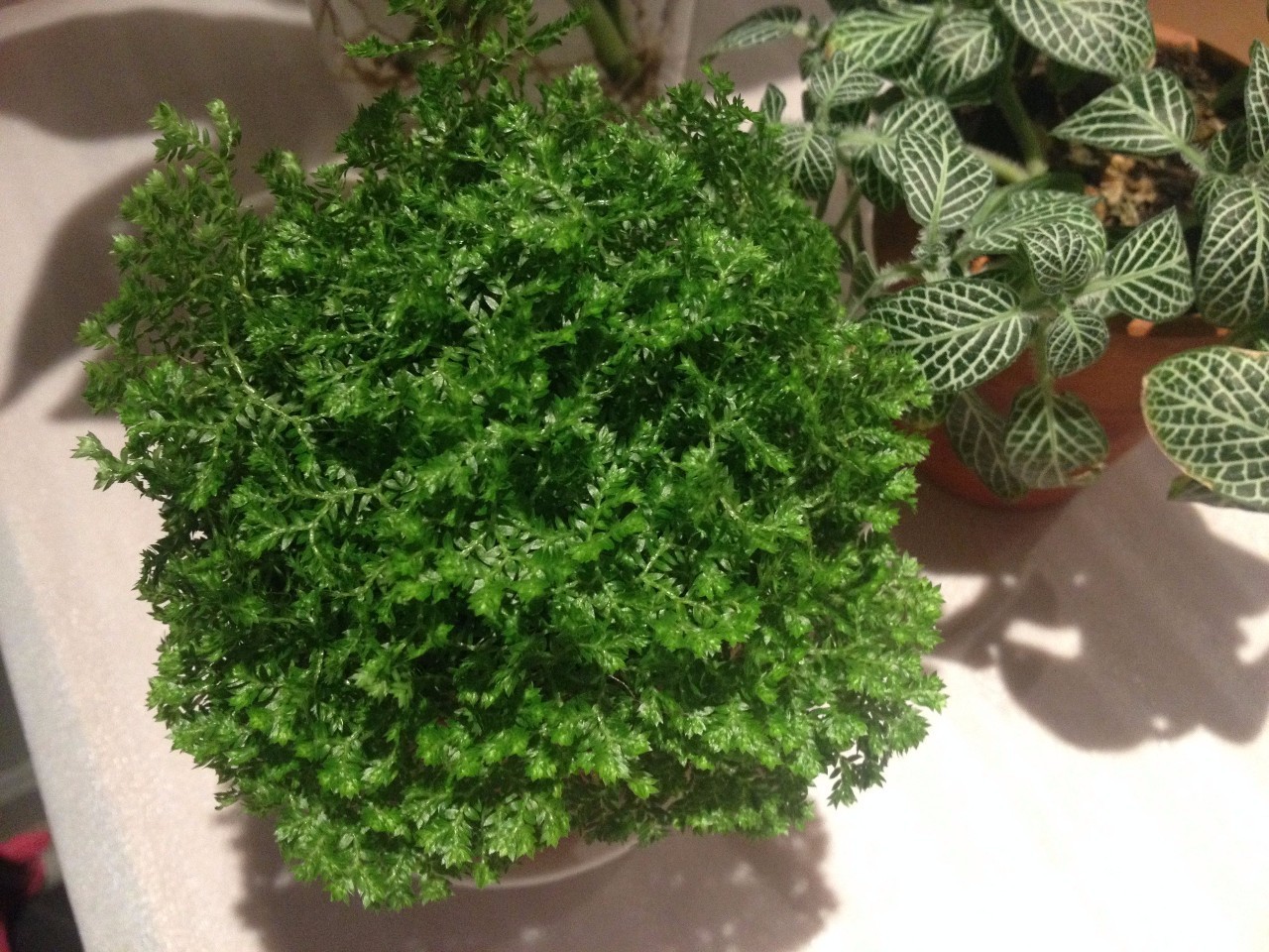 媽媽再也不用擔(dān)心室內(nèi)異味啦，甲醛治理so easy！