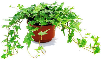 記住這四條規(guī)則，巧用植物甲醛治理！