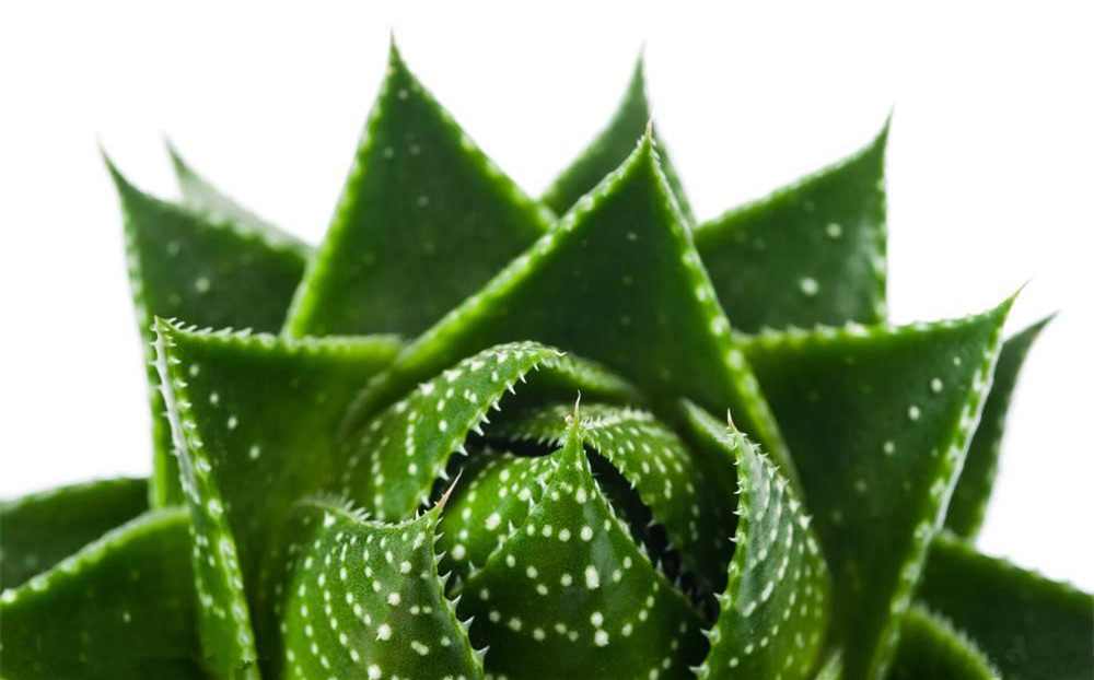 記住這四條規(guī)則，巧用植物甲醛治理！