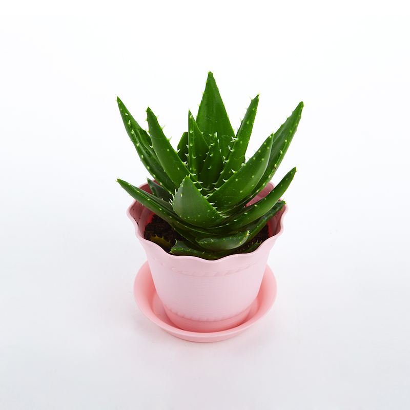 去除房間甲醛的植物有哪些？