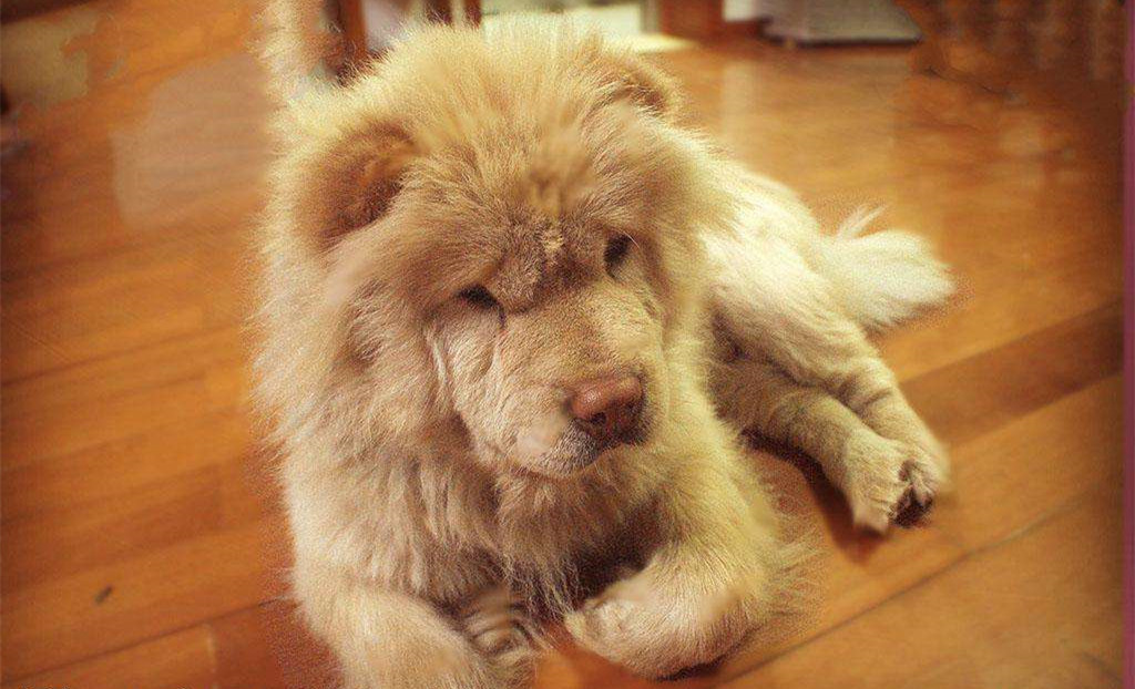 有問(wèn)題找警察，薩摩耶派出所報(bào)案，不注意這件事，對(duì)狗狗致命，警察蜀黍卻幫不上忙！