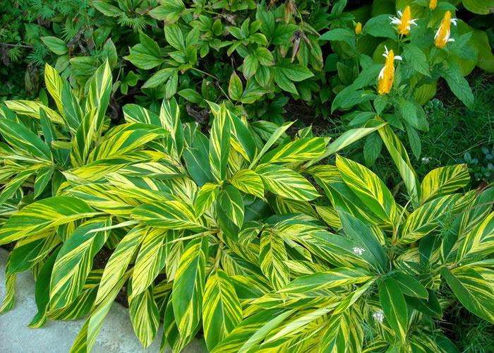 新房除甲醛，您一定不會(huì)失手！