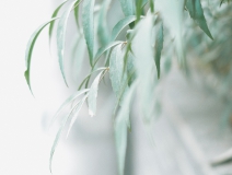 清明 | 安然一生，歲月清明