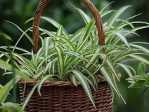 綠色植物大作戰(zhàn)，顏值最高的凈化空氣方法