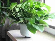 4個信號說明家里要除甲醛了，你發(fā)現(xiàn)了嗎