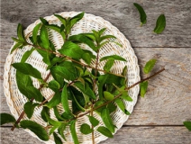 植物可以去甲醛嗎？甲醛治理原理是什么