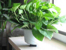 去除甲醛的最好方法到底是什么？