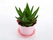 去除房間甲醛的植物有哪些？