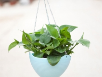 記住這四條規(guī)則，巧用植物甲醛治理！