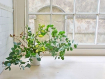 長(zhǎng)春藤可吸收甲醛，蘆薈在晚上可吸收二氧化碳進(jìn)行治理