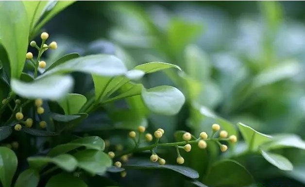 活性炭除甲醛有效嗎？