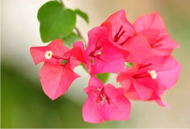 活性炭除甲醛有效嗎？