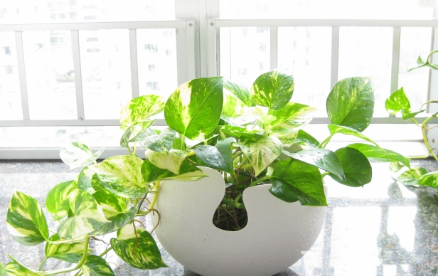 別大意！七大除甲醛“誤區(qū)”，信了你反而會(huì)生??！通風(fēng)、綠植、活性炭、熏蒸……你中招了嗎？